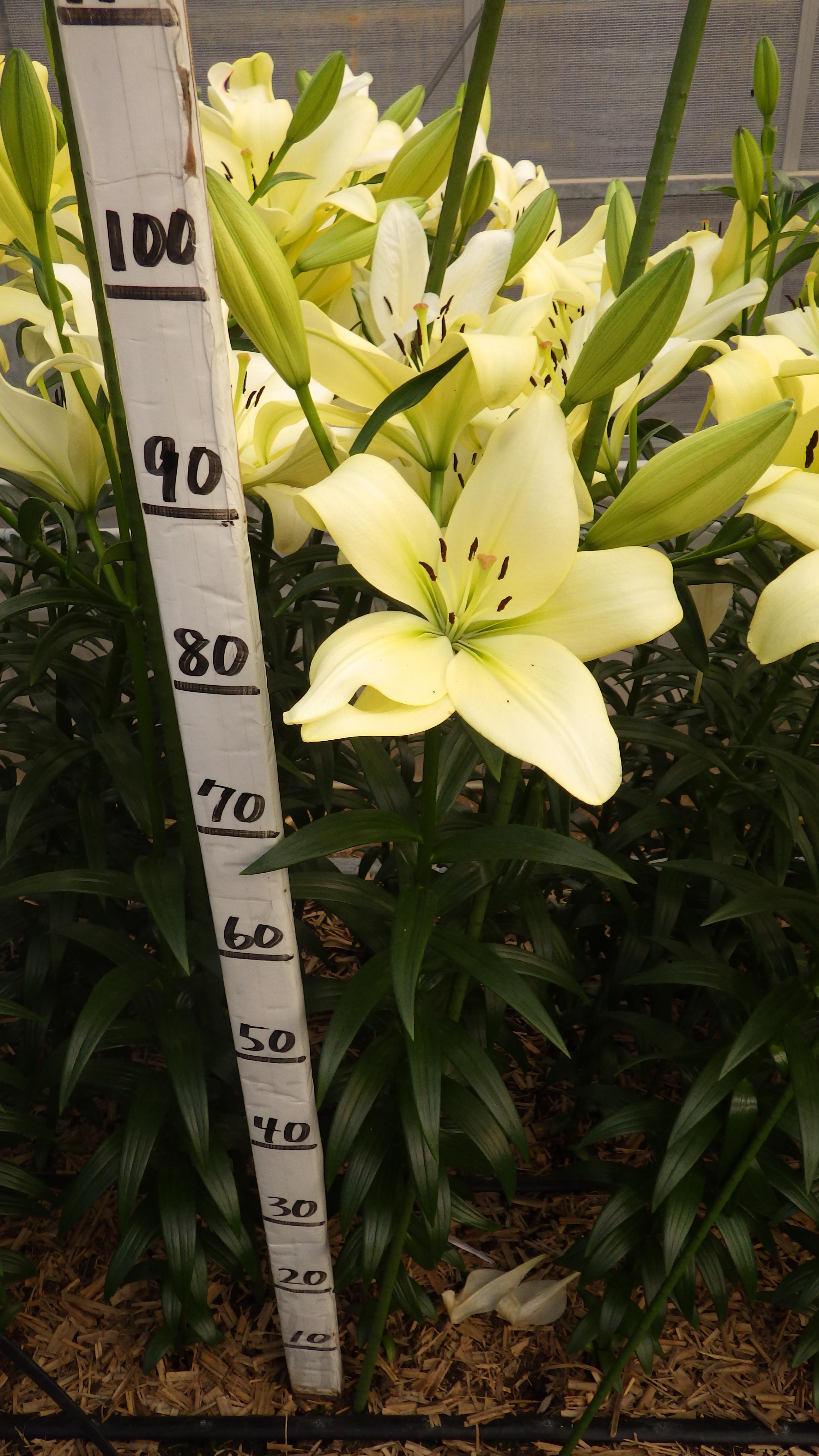 ヘリットザーム